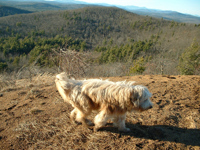 Brown bearded collie walking in the mountains.