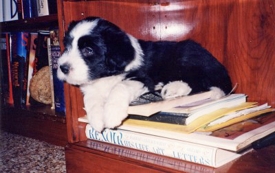 Puppy sitting on books on a shelf.