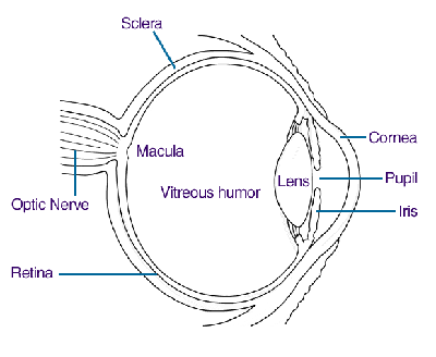 Labelled sketch of an eye