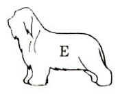 Beardie outline E