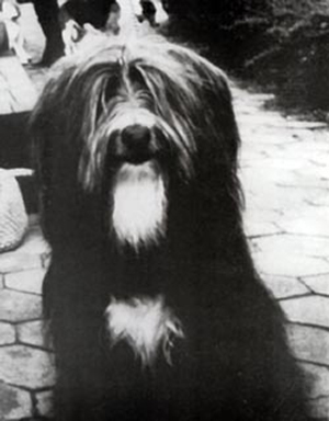 Slippers, the first beardie in canada, owned by Muriel Ratner