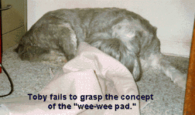 Toby fails to grasp the concept of the "wee-pad".
