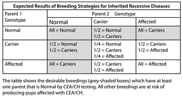 Expected results of breeding strategies for inherited recessive diseases.