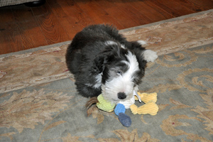 Blue puppy playing with toy on carpet in family room