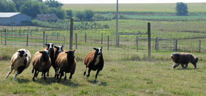 Beardie herding sheep in a field