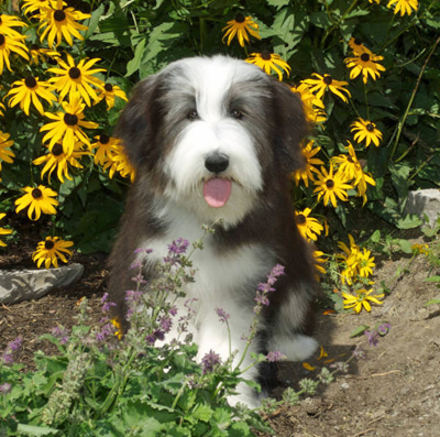 Beardie puppy sitting among the flowers.