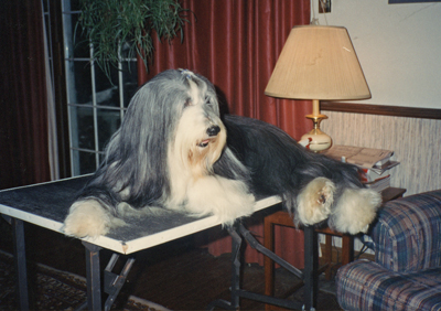 bearded collie lying on a grooming table.`