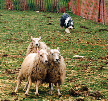 bearded collie, novice in herding, moving sheep.