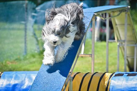 Beardie on the agility walk.