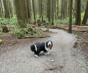 Beardie on a path walking through the woods.