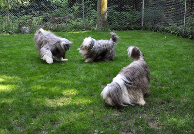 Three bearies playing in the garden in summer.