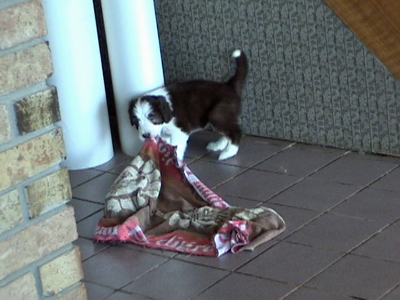 Beardie puppy playing with towel.