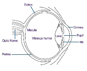 Schematic drawing of an eye.