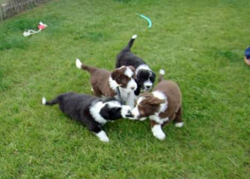 four puppies playing on the grass