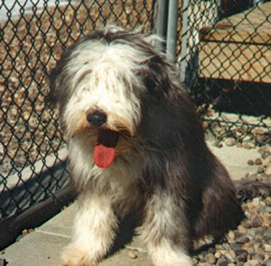 Young bearded collie sitting on a porch.