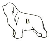Beardie outline B