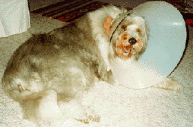 Toby with the "cone" - Elizabethian collar.