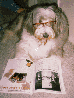 Toby wearing glasses and "reading" a magazine.
