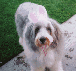 Toby with her bunny ears