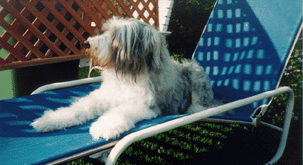 Toby on lawn chair enjoying the sun.