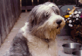 Toby at 15 years old.