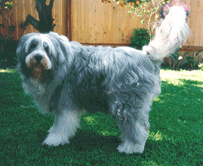 Toby standing in the yard.