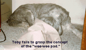 Toby asleep