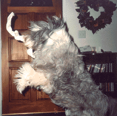 Toby jumping and swinging her rope toy around.