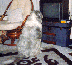 Toby watching TV